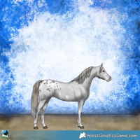 Horse Color:Smoky Black Sabino Appaloosa Rabicano