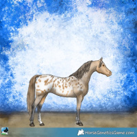 Horse Color:Buckskin Sabino Appaloosa Rabicano 