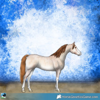 Horse Color:Red Onyx Roan 