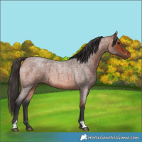 Horse Color:Bay Roan 