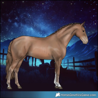 Horse Color:Black Pearl Tobiano 