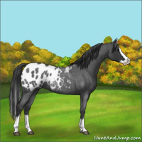 Horse Color:Blue Roan Splash Appaloosa 