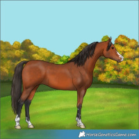 Horse Color:Bay 