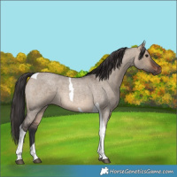 Horse Color:Brown Roan Dun Tobiano