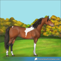 Horse Color:Bay Tobiano