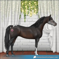 Horse Color:Brown Tobiano 