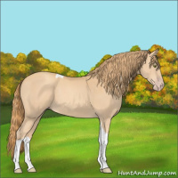 Horse Color:Gold Champagne Tobiano 