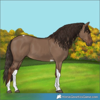 Horse Color:Liver Red Dun Tobiano