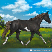 Horse Color:Liver Chestnut Tobiano 