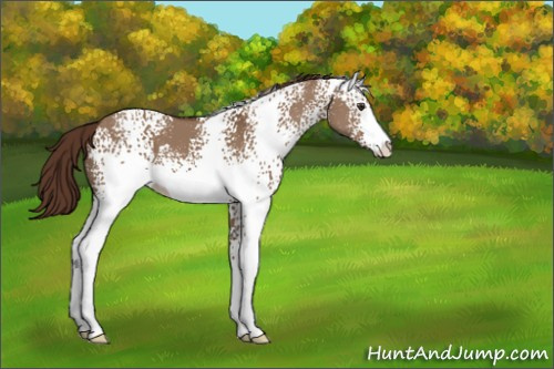Horse Color:White Spotted Liver Red Dun Sabino 