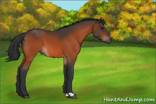 Horse Color:Bay 