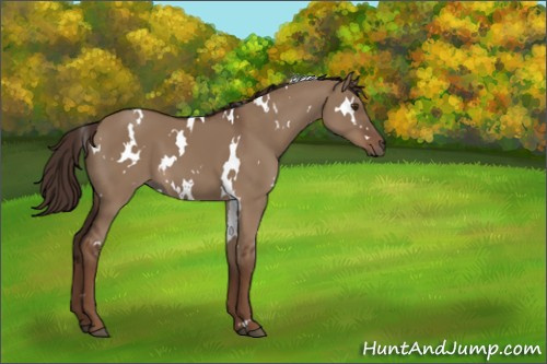 Horse Color:White Spotted Liver Red Dun 