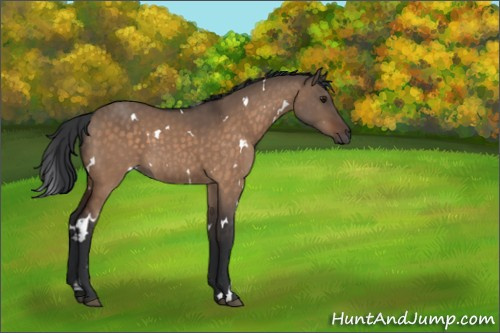 Horse Color:White Spotted Brown Dun 