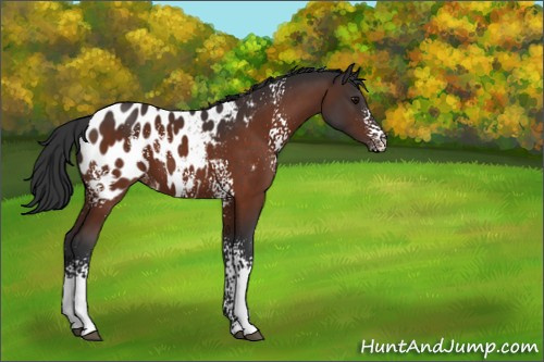 Horse Color:White Spotted Bay Appaloosa 