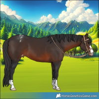 Horse Color:Brown Appaloosa