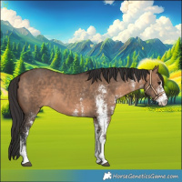 Horse Color:White Spotted Bay Dun 