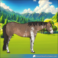 Horse Color:White Spotted Bay Dun