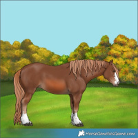 Horse Color:Chestnut 