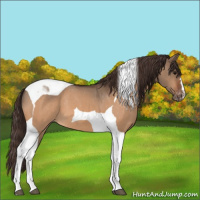 Horse Color:Bay Dun Tobiano Appaloosa 