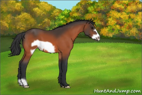 Horse Color:Bay Frame 