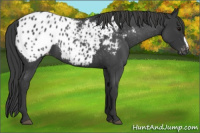 Horse Color:Blue Roan Appaloosa 