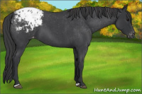 Horse Color:Blue Roan Appaloosa