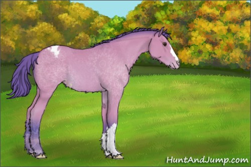 Horse Color:Watercolor Bay Appaloosa 