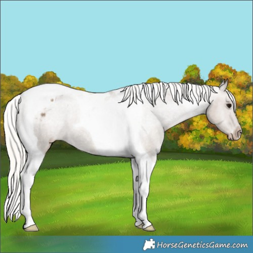 Horse Color:Silver Grullo Tobiano Appaloosa 