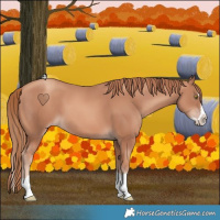 Horse Color:Gold Champagne Splash