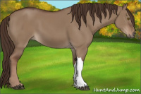 Horse Color:Liver Red Dun 