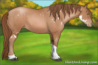 Horse Color:White Spotted Bay Pearl Tobiano 