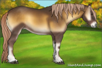 Horse Color:Chocolate Palomino Onyx 