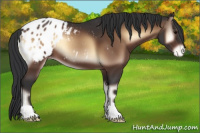 Horse Color:Brown Onyx Appaloosa 