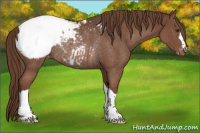 Horse Color:Liver Chestnut Appaloosa Rabicano 