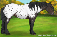 Horse Color:Brown Appaloosa 