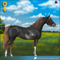 Horse Color:Liver Chestnut Tobiano 