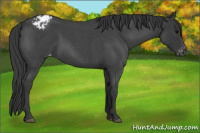 Horse Color:Blue Roan Varnish 