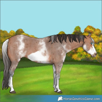 Horse Color:White Spotted Bay Sabino Frame 