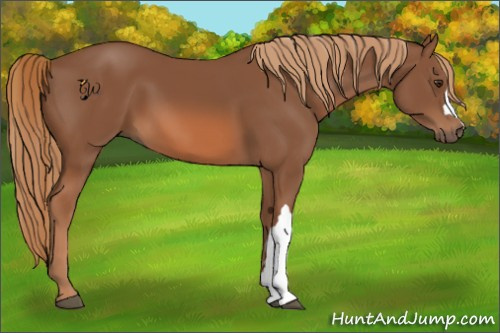 Horse Color:Chestnut 