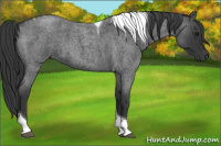 Horse Color:Blue Roan Tobiano