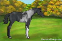 Horse Color:Black Tobiano 