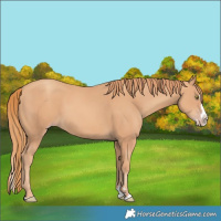 Horse Color:Gold Champagne Splash 