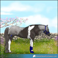 Horse Color:Liver Chestnut Tobiano 