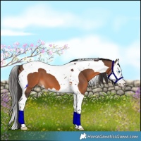 Horse Color:Brown Splash Tobiano 