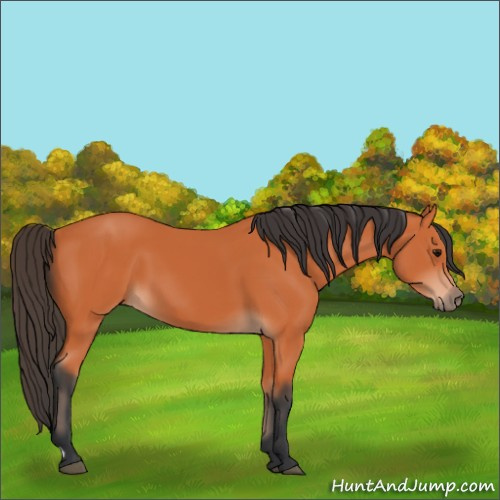 Horse Color:Bay 