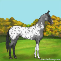 Horse Color:Blue Roan Appaloosa Rabicano 