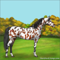 Horse Color:Bay Appaloosa 