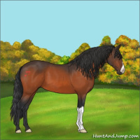 Horse Color:Bay 