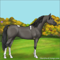Horse Color:Grullo Tobiano