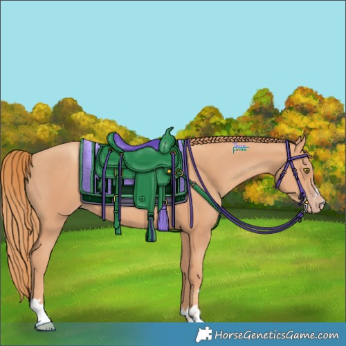 Horse Color:Gold Champagne